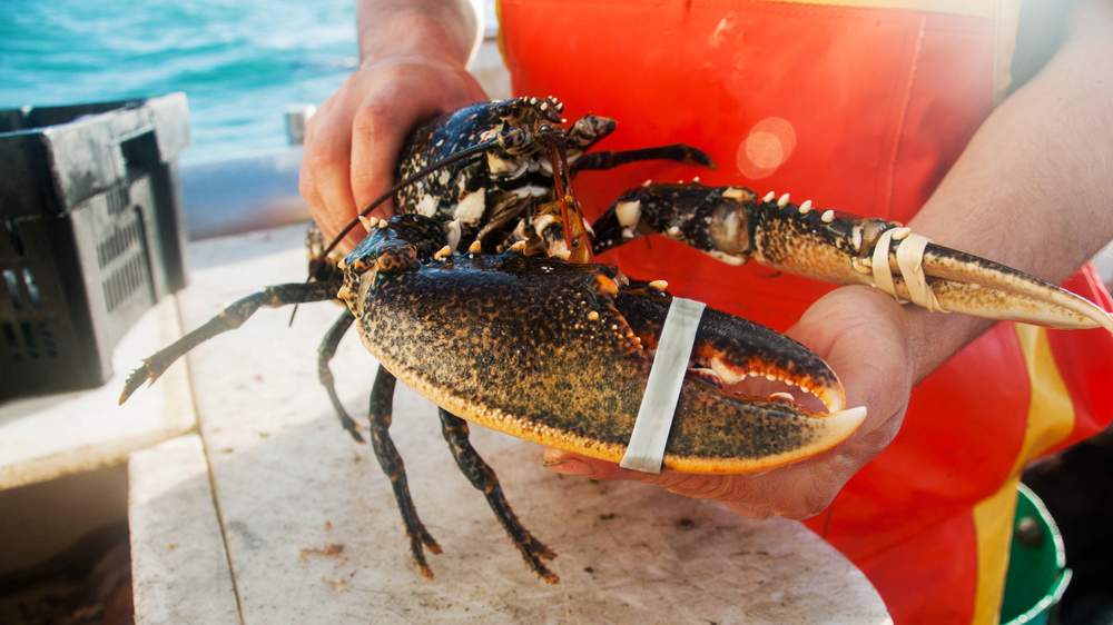 Plus de connaissances, des homards plus gros